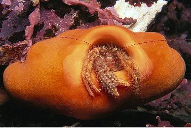 芭蕾杀姬演员将加入《使命召唤21》 太惊艳了！